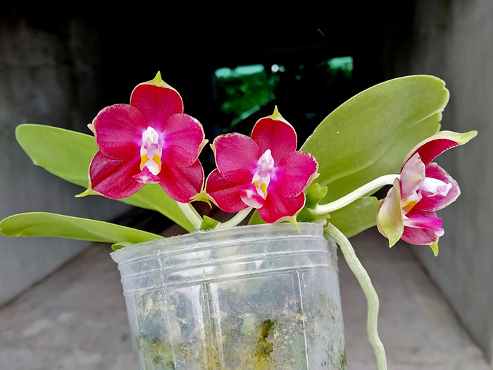 Phalaenopsis LD's Bear King 'Bronze' x Mituo Princess 'Blue'.jpg