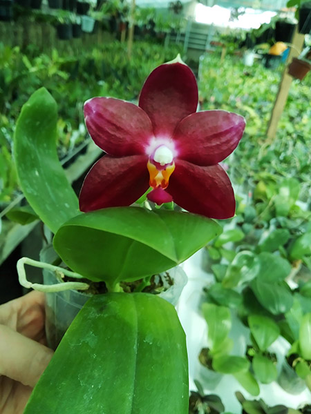 Phalaenopsis KS Super Zebra 'Spicy Girl'.jpg