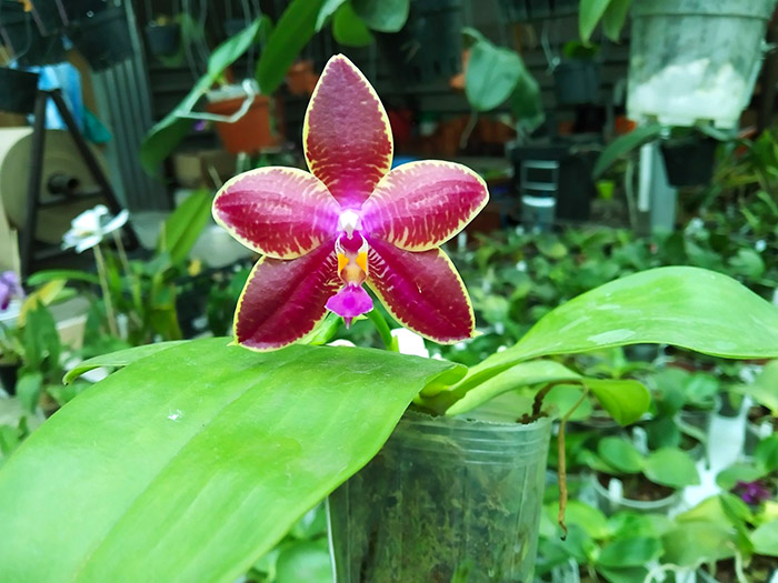 Phalaenopsis (Yungho Gelblitz x venosa) x lueddemanniana Yungho.jpg