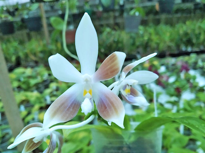 Phalaenopsis speciosa coerulea ('Su's Bluish' x 'Su's Coffee Candy').jpg