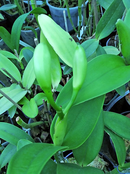 Cattleya intermedia (coerulea pelorica marginata 'Azulao' x coerulea 'Blue Rapsody').jpg