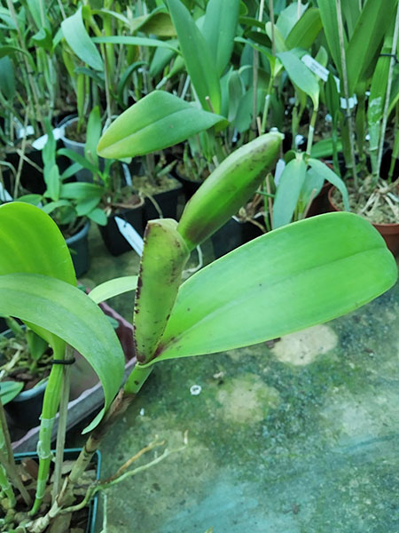 Cattleya leopoldii 'Dark Show' x Cattleya dowiana aurea 'Uraba-A'.jpg