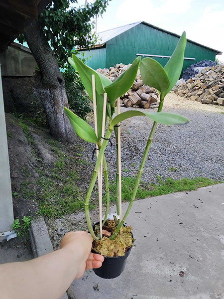 Cattleya harrisoniana var trilabelo.jpg