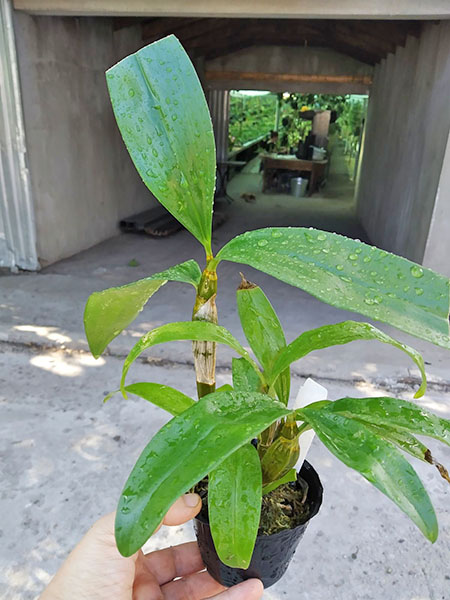 Dendrobium farmeri album petaloid 'Hsinying'.jpg