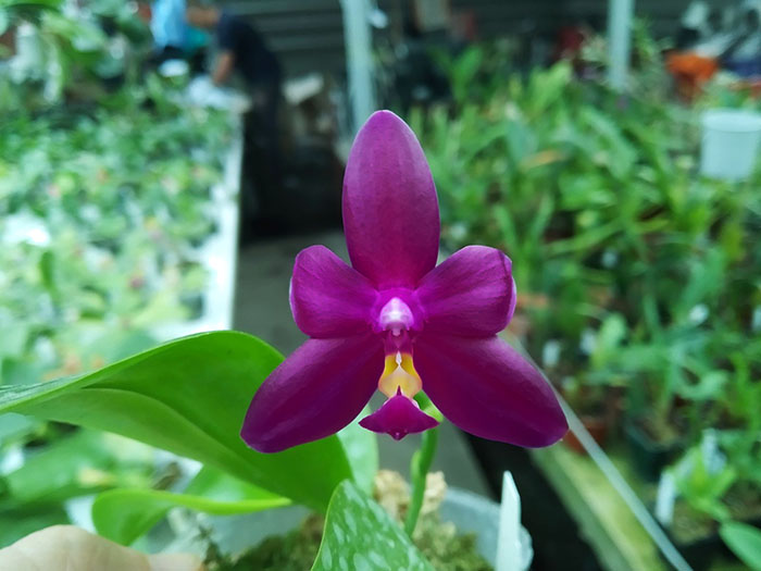 Phalaenopsis (cornu cervi x violacea indigo) x violacea indigo.jpg