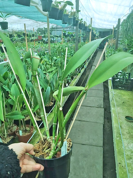 Cattleya x Hardyana semialba.jpg