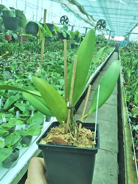 Cattleya Hardyana coerulea 'Natural World'.jpg