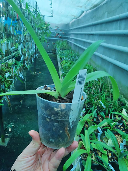 Paphiopedilum philippinense.jpg