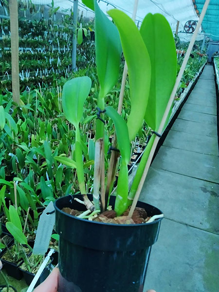 Cattleya lueddemanniana rubra x lueddemanniana escura.jpg