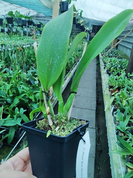 Laeliocattleya Dinard 'Blue Heaven'.jpg