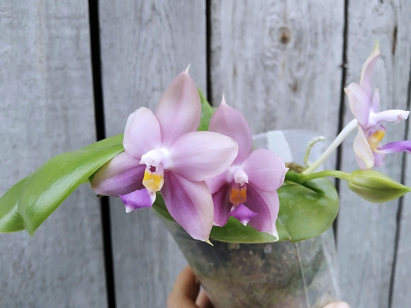 Phalaenopsis violacea indigo x micholitzii.jpg