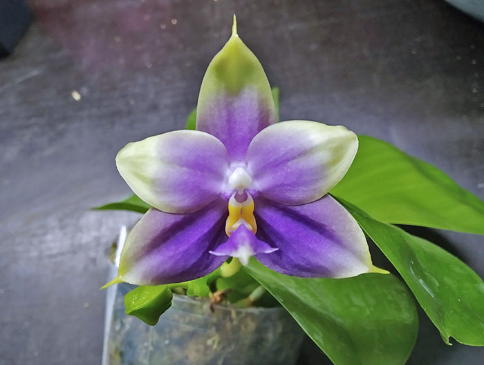 Phalaenopsis violacea indigo x micholitzii.jpg