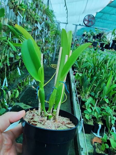 Cattleya mossiae semi alba aquini 'Caribe' x self.jpg