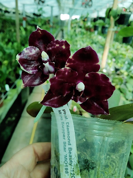 Phalaenopsis Diamond Beauty '1202' x Miro Supper Star 'MO198'.jpg