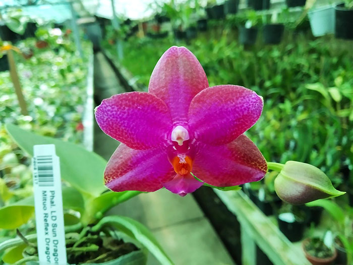 Phalaenopsis LD Sun Dragon 'MO98' x Mituo Reflex Dragon 'B1'.jpg