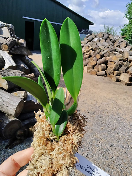 Laelia jongheana ('581' x rosada 'Ouro Preto').jpg