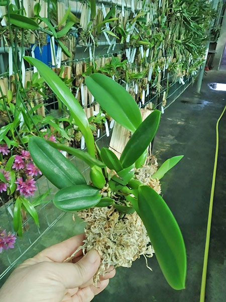 Laelia pumila vinicolor ('R Spadim' x 'Vinho').jpg