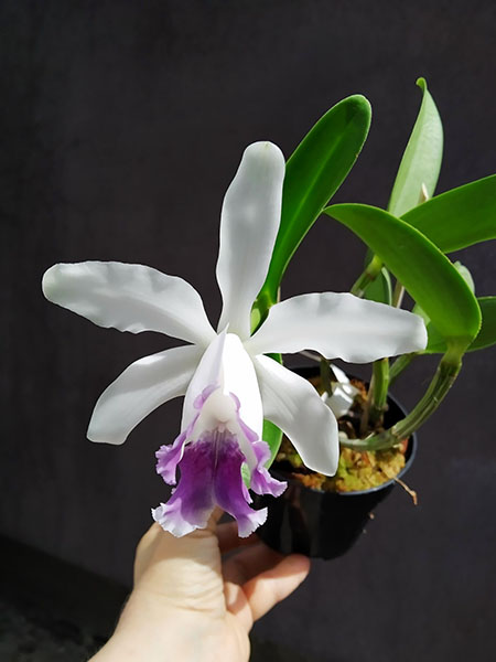 Cattleya intermedia (coerulea pelorica marginata 'Azulao' x coerulea 'Blue Rapsody').jpg