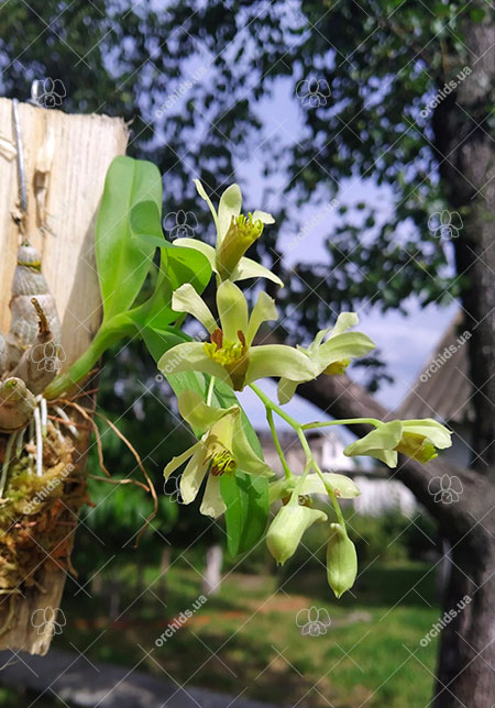 Dendrobium delacourii.jpg