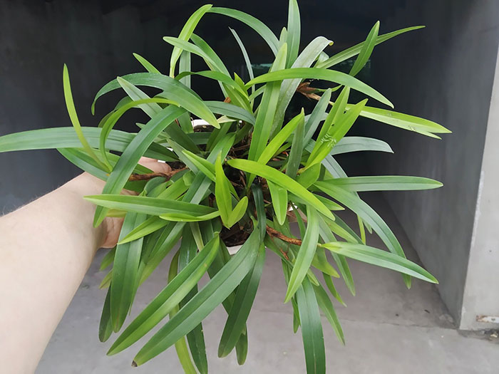 Maxillaria variabilis.jpg