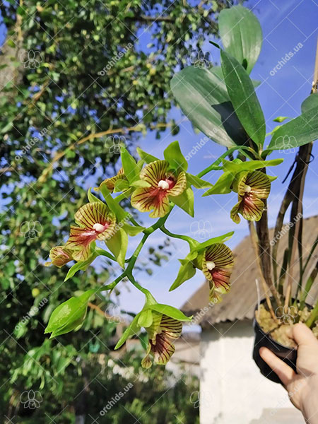 Dendrobium biloculare x convolutum.jpg