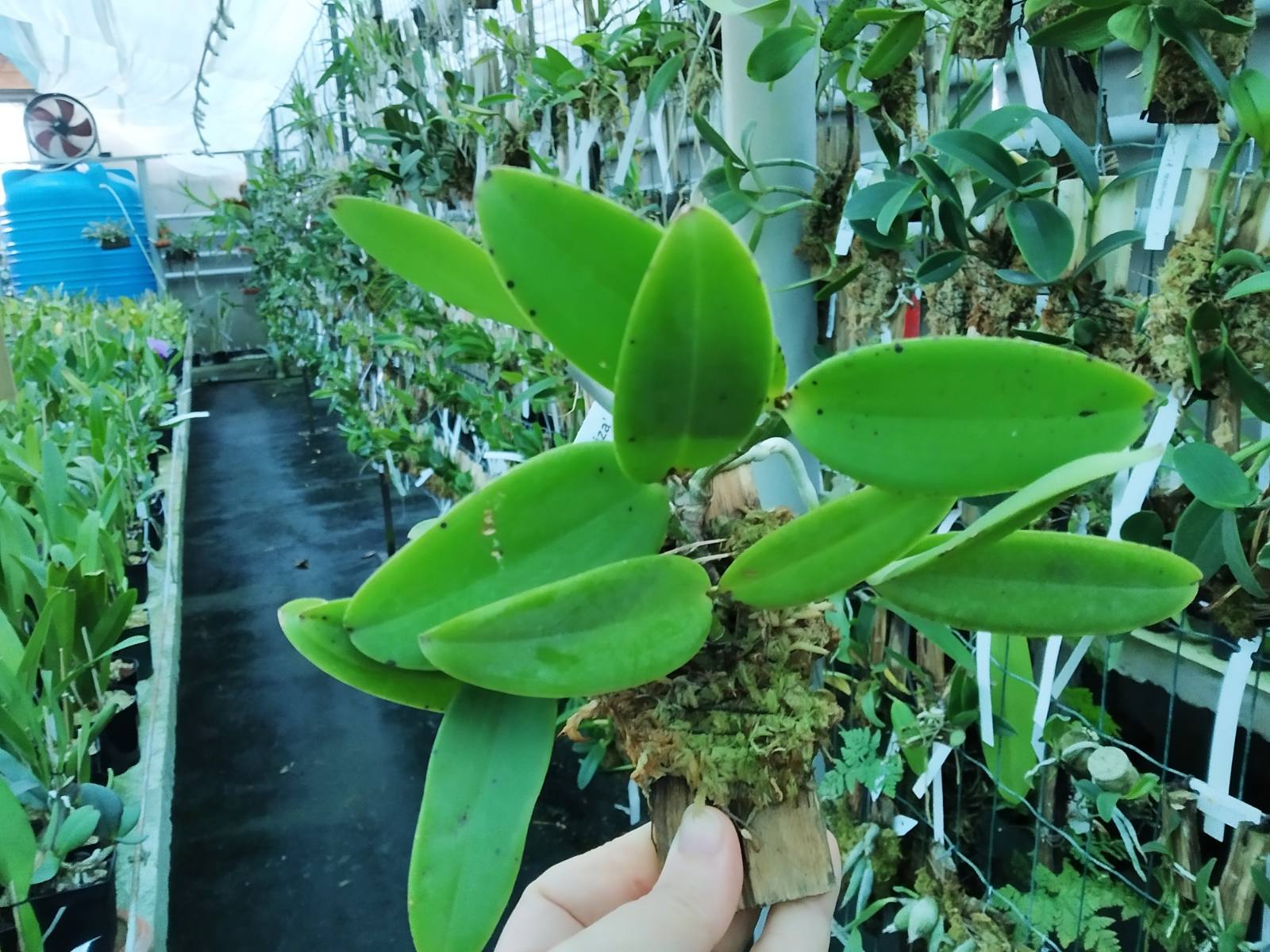 Cattleya aclandiae aurea 'Luiza' x albescens (Caliman).jpg