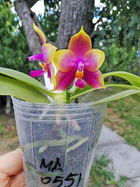 Phalaenopsis bellina 'B-1' x Mituo Princess 'B'.jpg