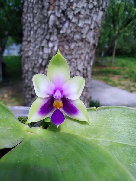 Phalaenopsis bellina blue.jpg