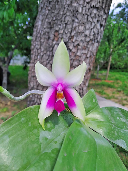 Phalaenopsis bellina 'Fire' x sib.jpg