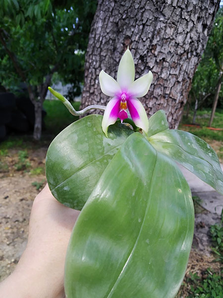 Phalaenopsis bellina 'Fire' x sib.jpg