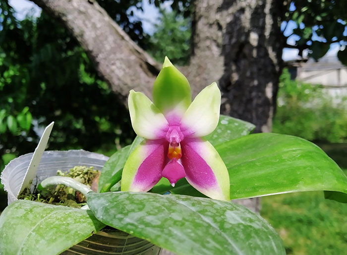 Phalaenopsis bellina.jpg