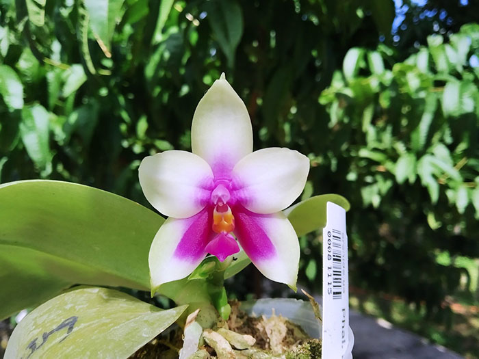 Phalaenopsis bellina 'Mituo'.jpg