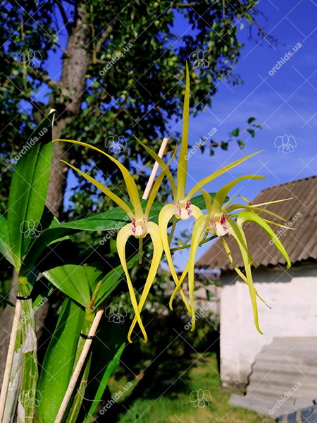 Dendrobium Hilda Poxon.jpg