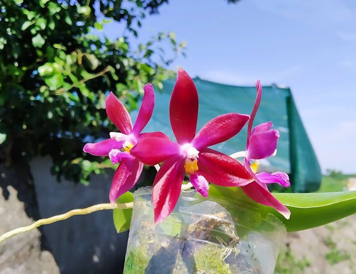 Phalaenopsis (speciosa 'coffee&blue' x YangYang Blueberry).jpg