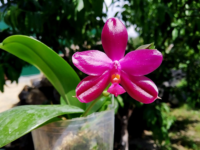 Phalaenopsis Samera x Shingher Pure Love.jpg