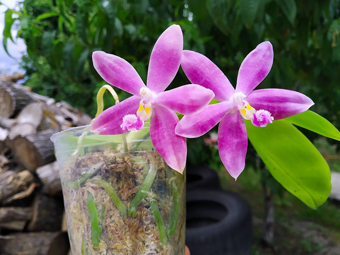 Phalaenopsis (speciosa 'coffee&blue' x YangYang Blueberry).jpg