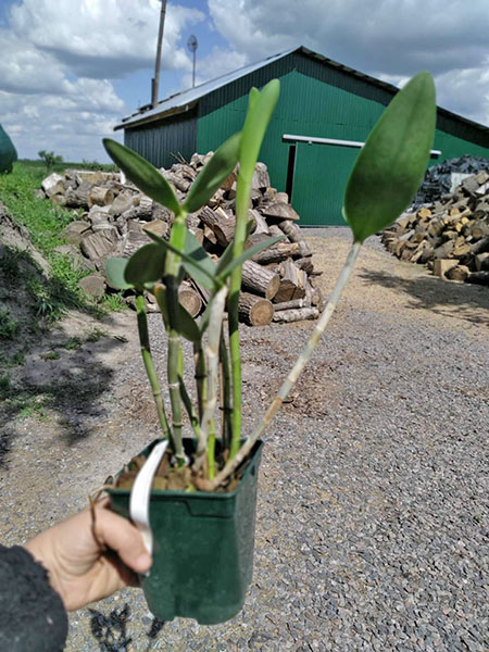 Cattleya harrisoniana coerulescens-perola x SELF.jpg