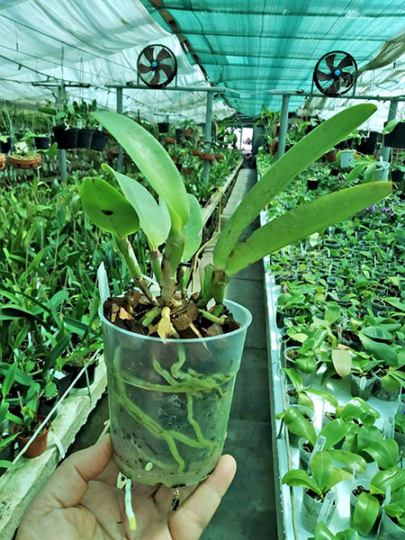 Cattleya maxima (The King x Hirooka) x sib.jpg