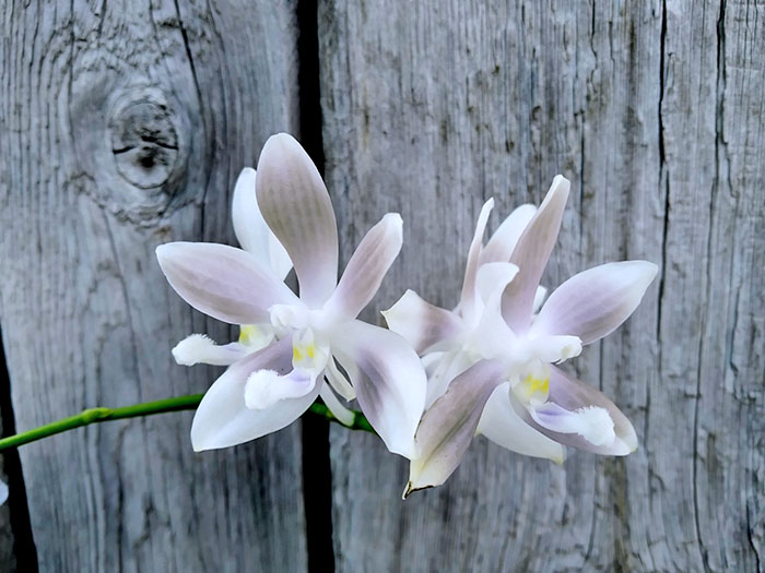 Phalaenopsis speciosa coerulea ('Su's Bluish' x 'Su's Coffee Candy').jpg