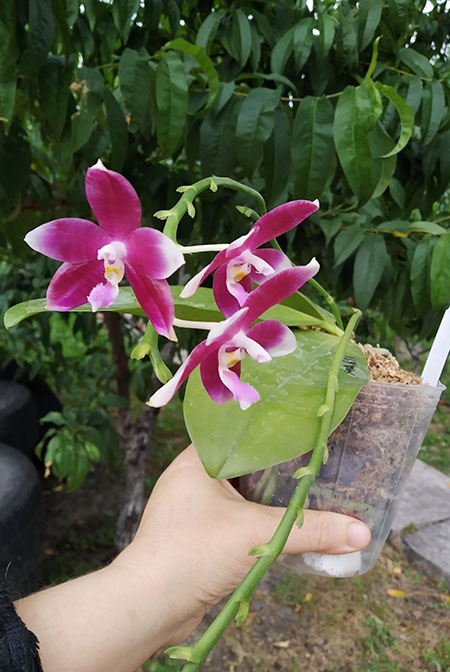 Phalaenopsis speciosa x Mituo Prince 'Bb'.jpg