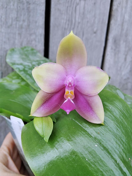 Phalaenopsis Mituo Prince 'Bb'.jpg