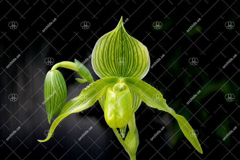 Paphiopedilum Alma Geveart 'Hager's' x Paphiopedilum philippinense var alba 'Kou'.jpg