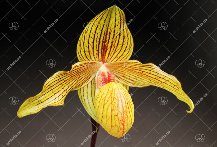 Paphiopedilum Dollgoldi (armeniacum x rothschildianum).jpg