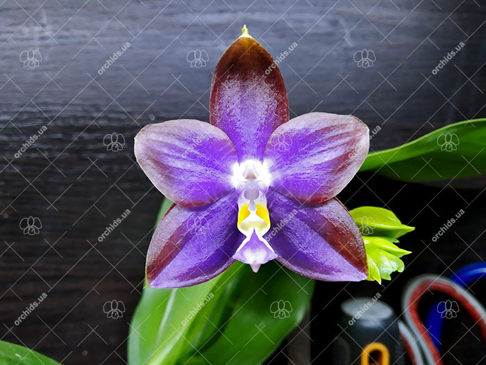 Phalaenopsis Mituo Reflex Dragon 'Blue Ring' MO675.jpg