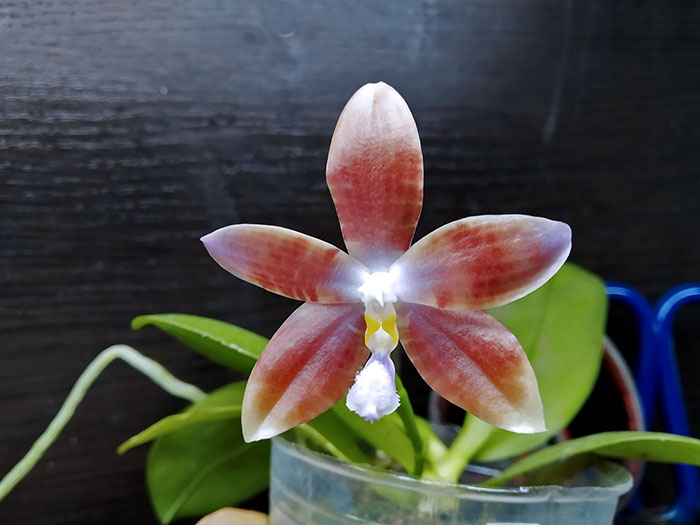 Phalaenopsis (speciosa 'coffee&blue' x YangYang Blueberry).jpg