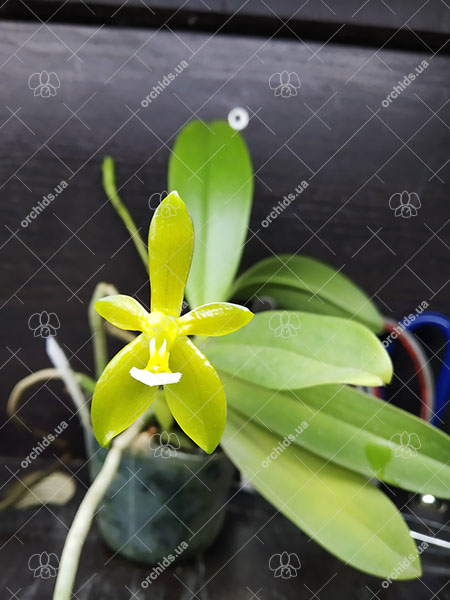 Phalaenopsis cornu-cervi flava.jpg