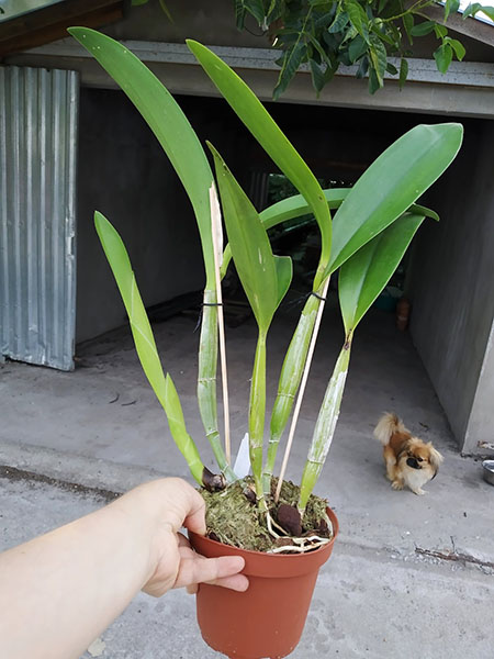 Laeliocattleya Wrigleyi 'Blue Heaven'.jpg