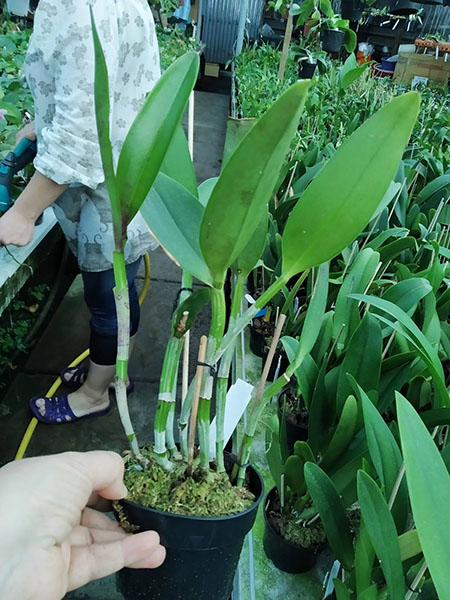 Brassolaeliocattleya Durigan 'Aries'.jpg