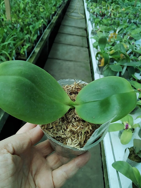 Phal Chienlung Moon Lover.jpg