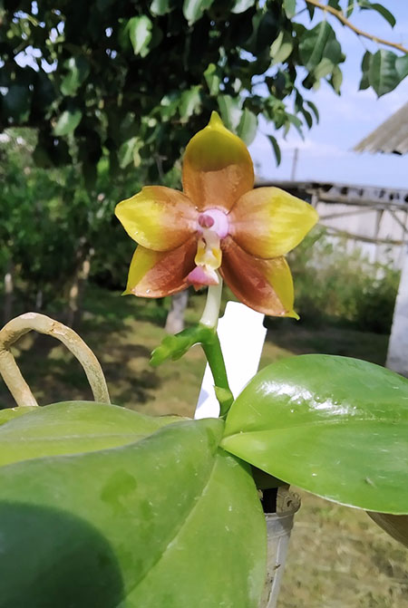 Phalaenopsis Mituo Princess 'Orange Coffee'.jpg